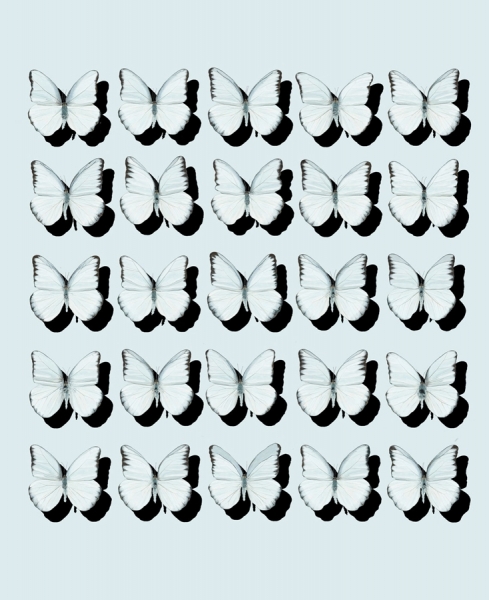 Photograph Louisa Parry Louisaparry_butterflyshadow2 on One Eyeland